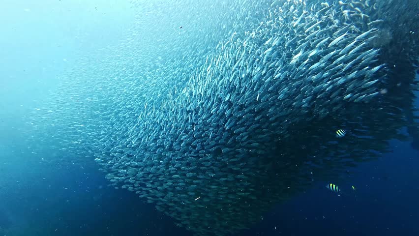 School of sardines in Moalboal, Cebu Island, Philippines. sardine run, snorkeling and scuba diving tourist destination. 