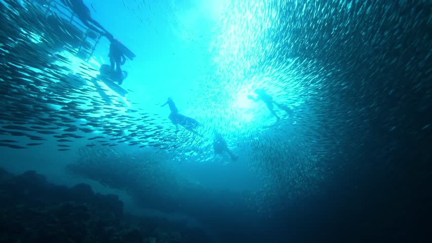 School of sardines in Moalboal, Cebu Island, Philippines. sardine run, snorkeling and scuba diving tourist destination. 