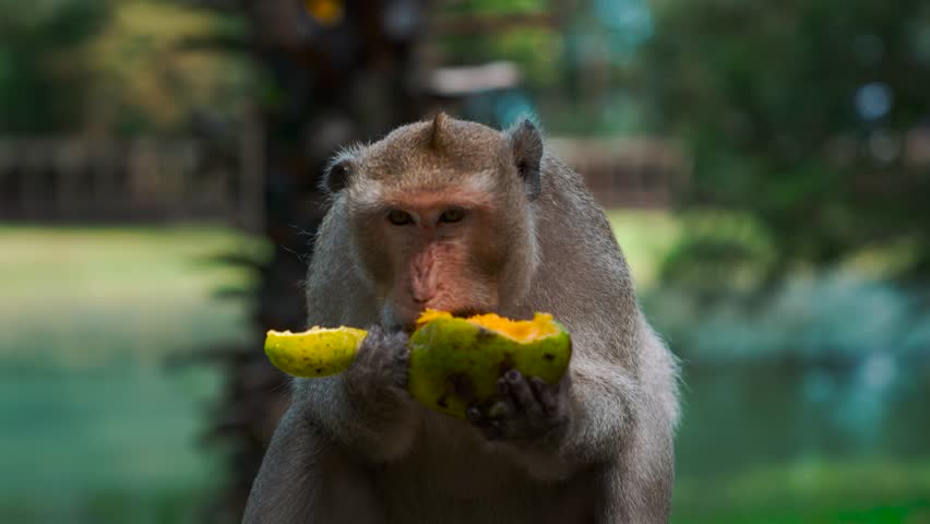 Macaque temple monkey at Angkor Wat, Cambodia, eating a mango fruit among historic ruins. Close-up.