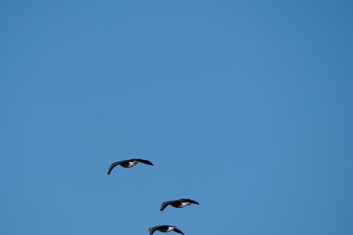 A flock of geese is flying across the sky.