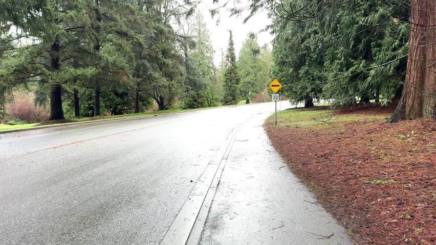 asphalt road through trees in the park