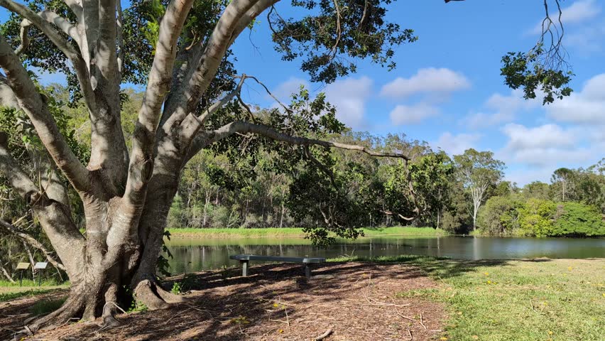 Tree and bench seat next to a lake of water at the Tondoon Botanic Gardens in Gladstone, Queensland, Australia