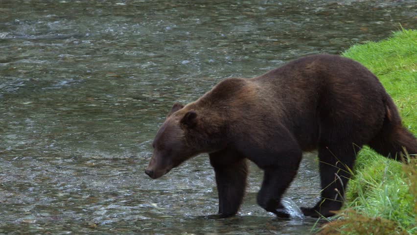 Big brown bear steps into shallow salmon river, splashes up stream