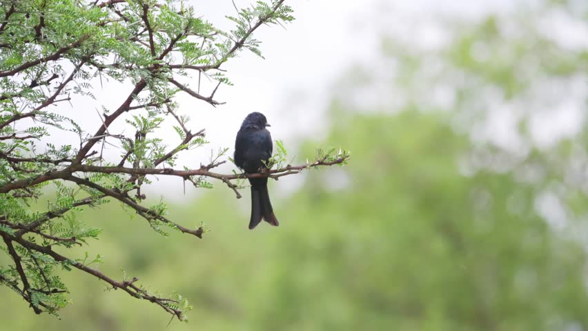 Fork-tailed Drongo perched on tip of thorn tree branch, flies away
