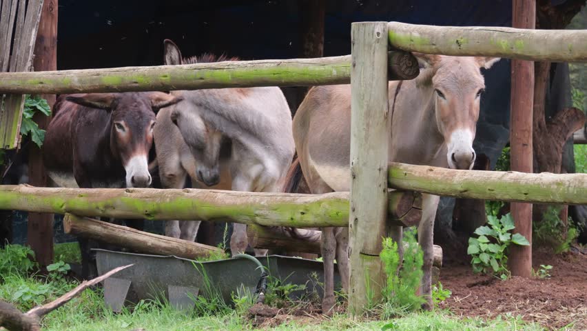 Three donkeys in a pen bothered by swarm of pesky flies