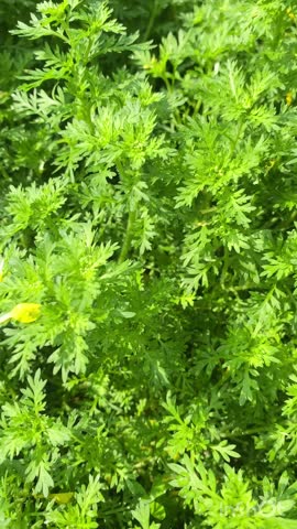 Lush Greenery with Vibrant Yellow Wildflowers in a Sunny Meadow