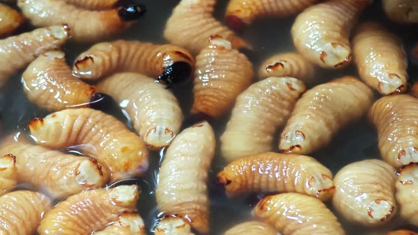 Sago beetle or coconut beetle