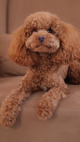 An adorable and undeniably cute little Poodle is comfortably relaxing on a very soft and cozy sofa