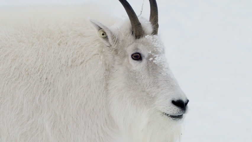 Mountain Goat In Snowy Winter Landscape In Whitehorse, Yukon, Canada - Close Up