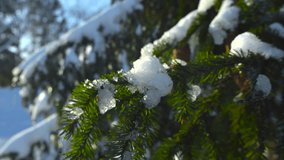Close up or closeup footage of vibrant beautiful green and brown pine or spruce tree branches with needles covered in thick white snow while footage spins around them. Sun is shining on winter day. - Powered by Shutterstock - Get 15% off with code: PIKWIZARD15