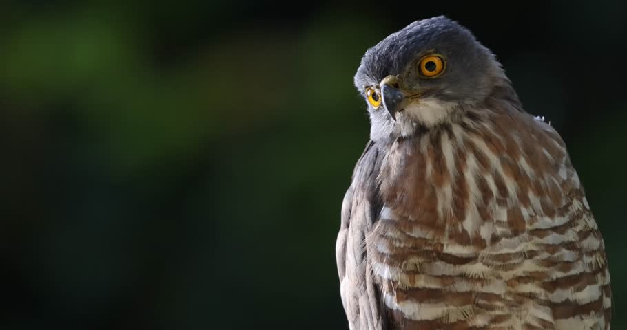 Crested goshawk with intense yellow eyes, blurred green backdrop, Thailand. Wild hawk portrait, Kaeng Krachan National Park.
