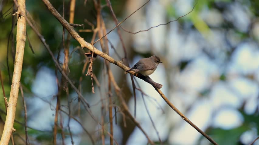 Bird perched on tree branch in peaceful forest setting.
