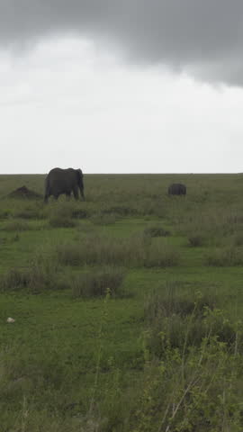 A small herd of elephants walk in rain across open grassland plains of the Serengeti