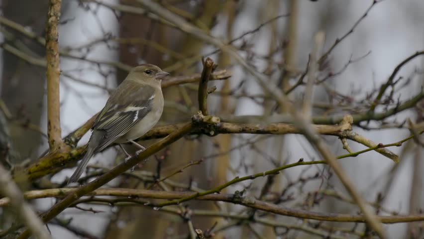 Chaffinch on a Tree Branch