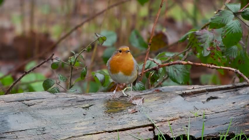 Robin Perched on a Log