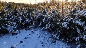 A snowy forest of young pine trees at sunrise, evoking calm and winter serenity - Powered by Shutterstock - Get 15% off with code: PIKWIZARD15