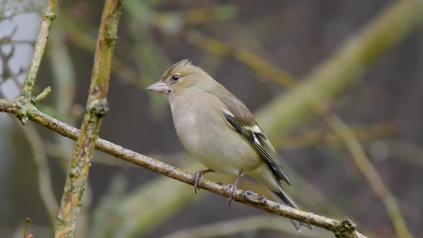 Chaffinch on a Tree Branch