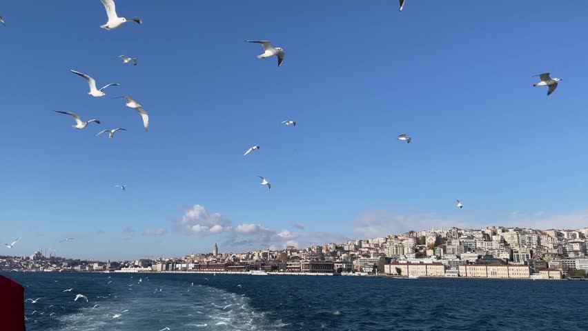 Seagulls fly in Istanbul along the Bosphorus Strait, urban travel moments with the open sky above, historical sites and mosques in the distance.