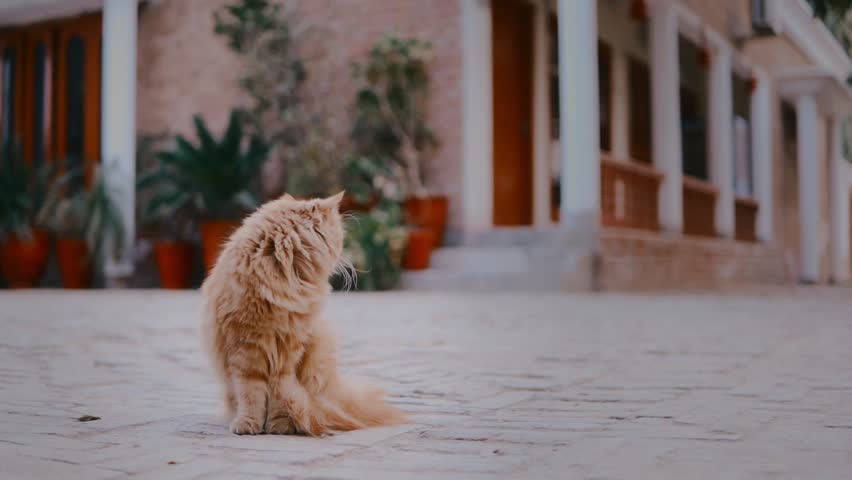 A red fluffy fat cat love to animals concept Close up
