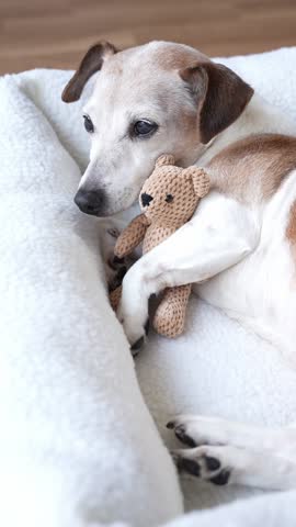 dog having rest in white pet bed hugging teddy bear toy. Adorable vertical video footage sleeping small senior elderly dog slowly closes his eyes