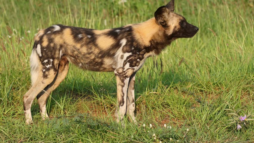 African wild dog or painted hunting dog (Lycaon pictus) standing in natural habitat, Madikwe game reserve, South Africa