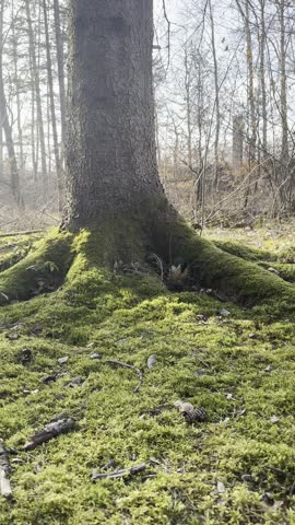 A beautiful forest with towering trees, where sunlight filters through the leaves.