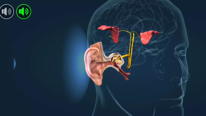 A 3D animation of human ear anatomy, showcasing the outer, middle, and inner ear with detailed structures and functions.