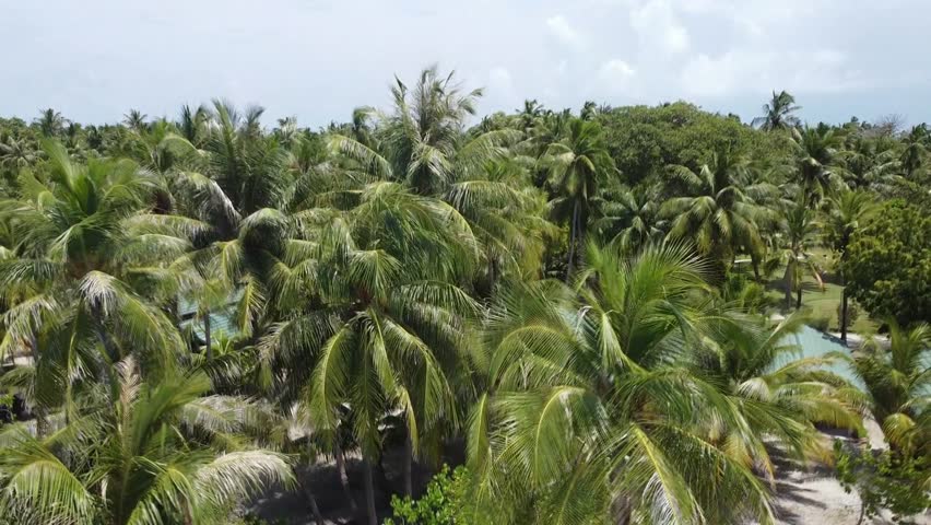 Maldiv Island Ocean Palm Drone