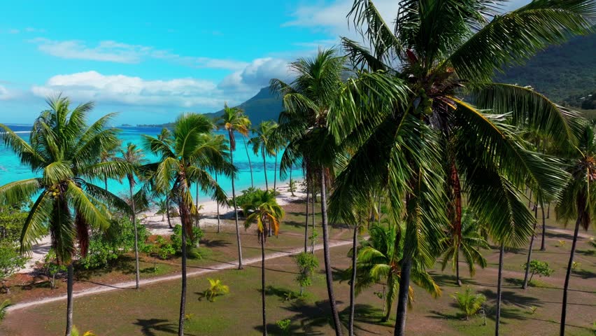 Palm Coconut trees Moorea Toatea Lookout French Polynesia aerial drone snorkel swim turquoise blue water coral reef Tema'e Sofitel Kia Ora Public Beach Beach Belvedere De upward motion