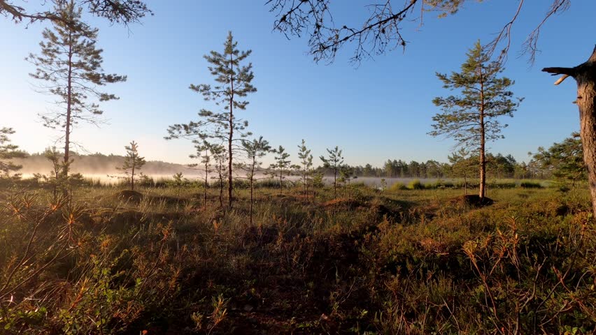 Golden Dawn Breaks Over Misty Bog with Slender Pines Standing Sentinel. Morning Light Illuminates Wild Moorland Landscape as Fog Drifts Through Northern Wilderness