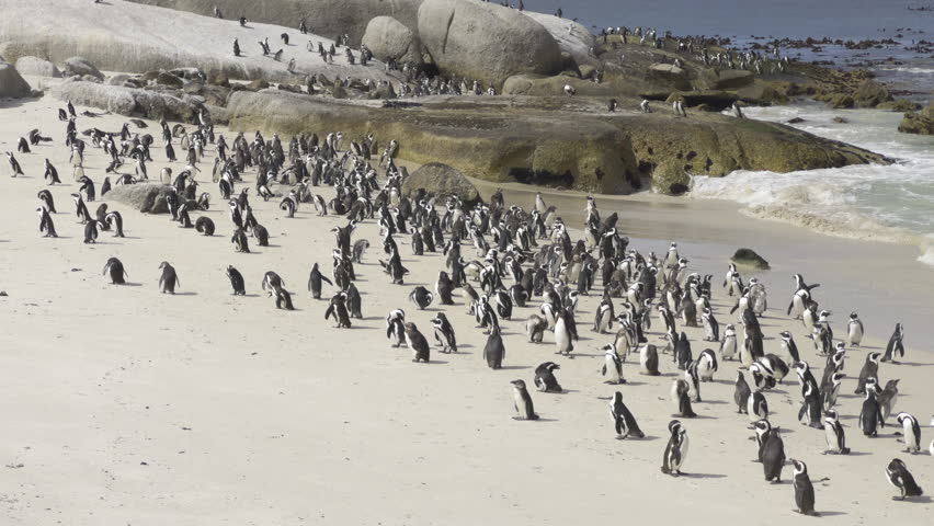 A group of African penguins on a sunny beach at Boulders Beach, South Africa