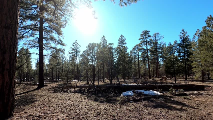 Arizona 0258 Elk Grand Canyon wildlife