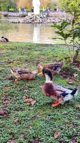 Ducks kiss and brush each other