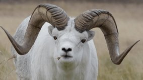 Ram Dall Sheep With Massive Curling Horns Near Whitehorse In Yukon, Canada. Close-up Shot - Powered by Shutterstock - Get 15% off with code: PIKWIZARD15