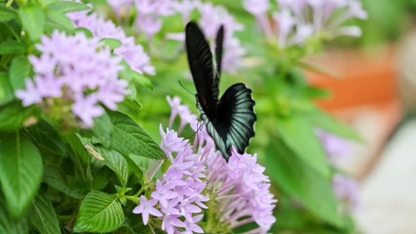 A black butterfly with intricate wing patterns feeds on bright pink flowers, creating a striking contrast against the soft green background. A perfect macro shot showcasing the beauty of nature.
