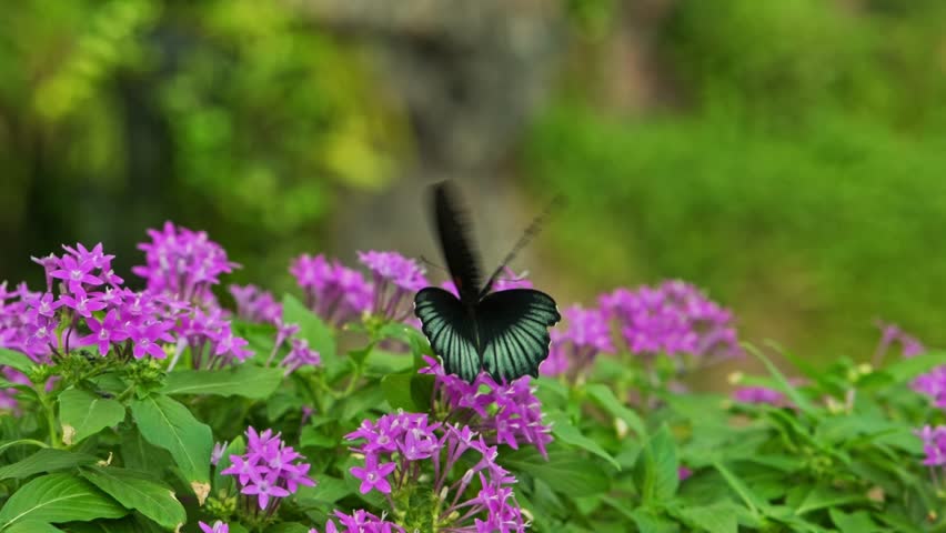 A black butterfly with intricate wing patterns feeds on bright pink flowers, creating a striking contrast against the soft green background. A perfect macro shot showcasing the beauty of nature.
