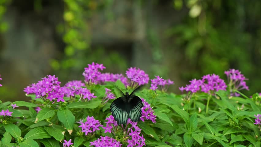 A black butterfly with intricate wing patterns feeds on bright pink flowers, creating a striking contrast against the soft green background. A perfect macro shot showcasing the beauty of nature.
