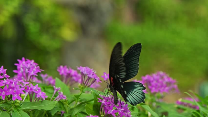 A black butterfly with intricate wing patterns feeds on bright pink flowers, creating a striking contrast against the soft green background. A perfect macro shot showcasing the beauty of nature.
