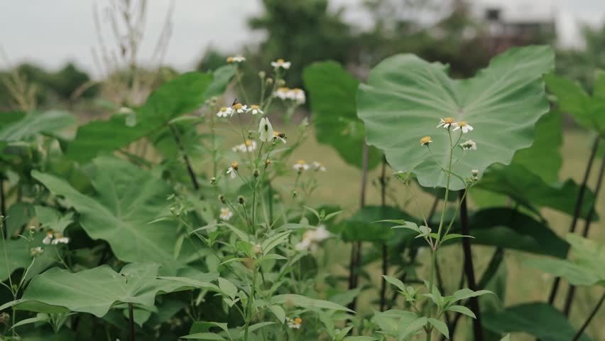 Butterfly flies in the garden