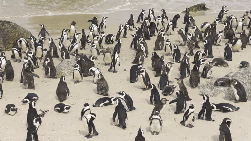 A large group of African penguins gathers on the sandy shore of Boulders Beach, South Africa