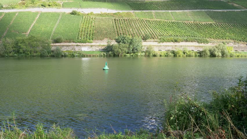 Beautiful moselle river near Trittenheim in Germnay surround Vineyards. 