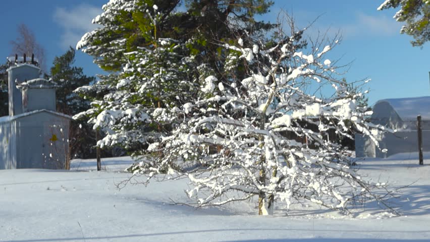 Thick white and fluffy snow covering small trees, branches, pines and spruce trees during winter sunny day with blue sky. Electrical building on the left hand side and industrial building in the back.