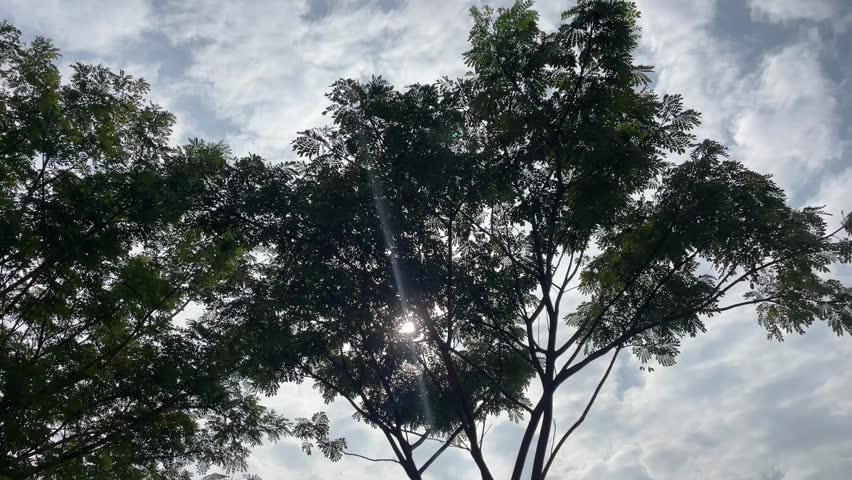 Trees blown by the wind this morning in a park III