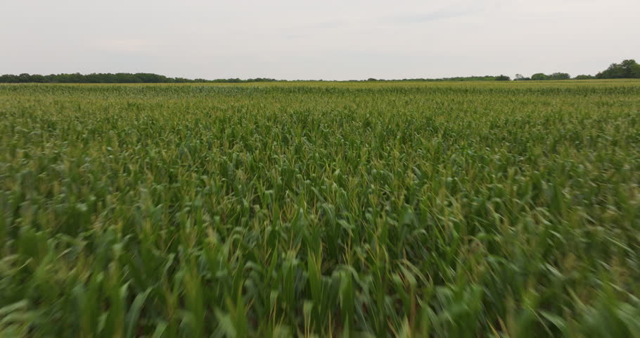 Cornfield fly over Kansas midwest