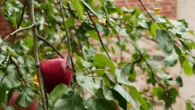 woman's hand touches a red apple on a fruit tree. tempting apple. beautiful hand, slow motion - Powered by Shutterstock - Get 15% off with code: PIKWIZARD15