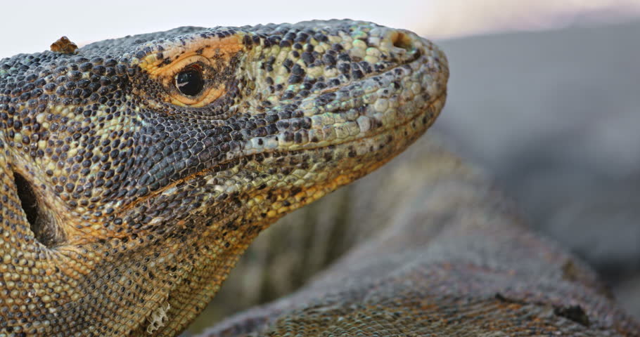 Close up portrait of Komodo dragon, or Varanus Komodoensis resting, textured skin and powerful jaws, highlighting the unique features of this impressive reptile. Komodo National Park, Rinca island