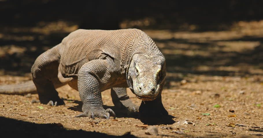 Huge Komodo dragon or Varanus Komodoensis walking in the jungle, flicking its forked tongue, searching for prey with its keen sense of smell in the Komodo national park, Indonesia, Rinca island