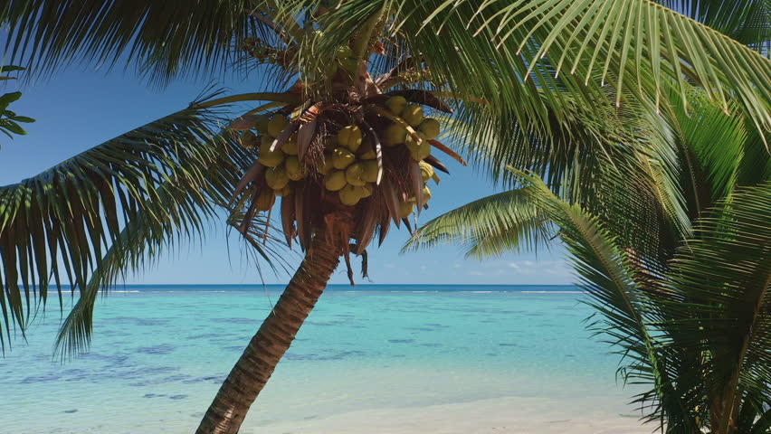 Lush coconut palm tree laden with fresh coconuts frames a breathtaking view of a serene turquoise lagoon in Tahiti, French Polynesia, creating a quintessential tropical paradise scene