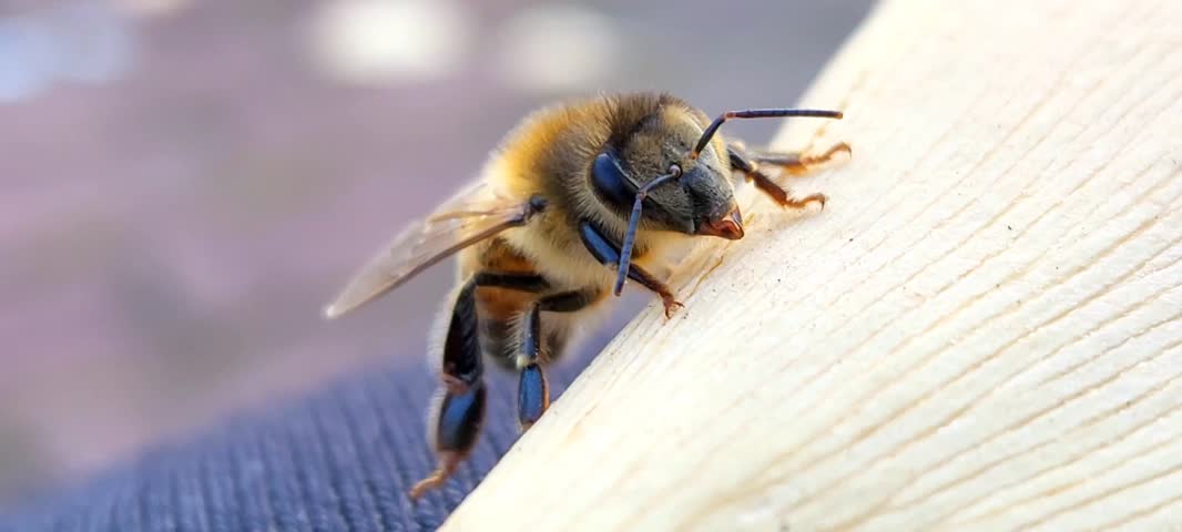 footage A honey bee perched on a dry yellow leaf with shaking legs.
