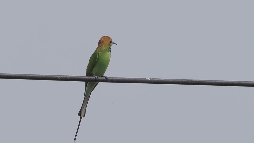 An asian green bee-eater bird is standing on an electrical wire.
